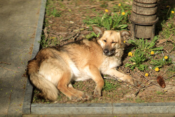 Homeless brown dog slipping on the ground