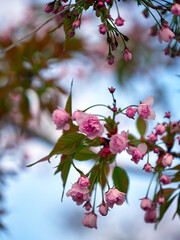 Bright cherry blossom. Spring cherry blossoms