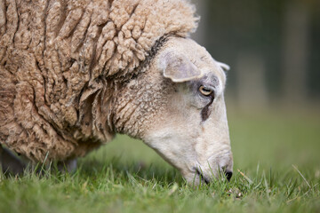 Close up of a sheep's head grazing