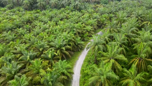 Aerial view of road in the middle of oil palm fields. plantation palm oil sawit