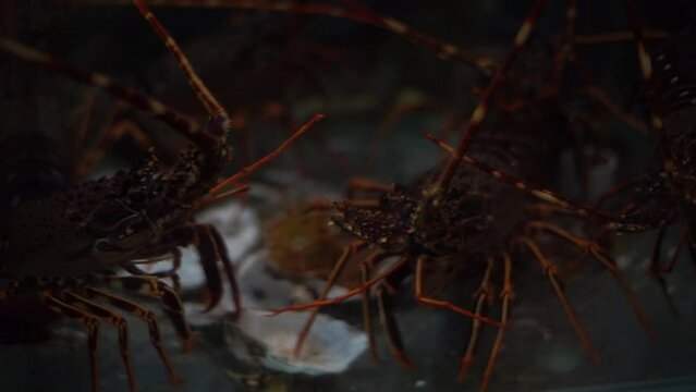 I live in a seafood store