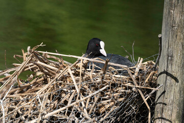 Foulque macroule, nid, .Fulica atra, Eurasian Coot
