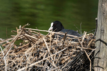 Foulque macroule, nid, .Fulica atra, Eurasian Coot