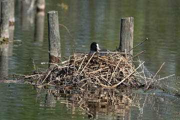 Foulque macroule, nid, .Fulica atra, Eurasian Coot