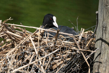 Foulque macroule, nid, .Fulica atra, Eurasian Coot