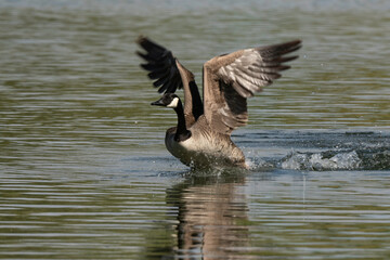 Bernache du Canada,.Branta canadensis, Canada Goose,