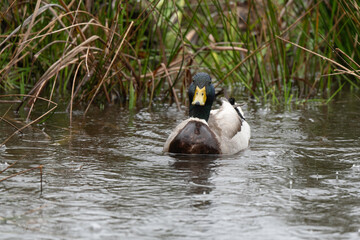 Canard colvert,. Anas platyrhynchos, Mallard, mâle