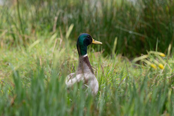 Canard colvert,. Anas platyrhynchos, Mallard, mâle