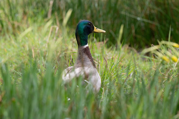 Canard colvert,. Anas platyrhynchos, Mallard, mâle