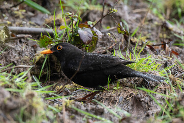 Merle noir,.Turdus merula, Common Blackbird