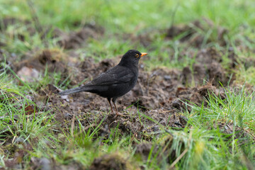 Merle noir,.Turdus merula, Common Blackbird