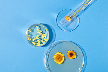 Two petri dishes filled with fluid of Calendula flower extract. A test tube with a branch of...
