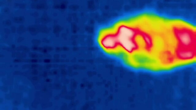 A running sheep.Image from thermal imager device.