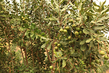 The beauty and perfection of the planting plot Macadamias in Loei Province, Thailand