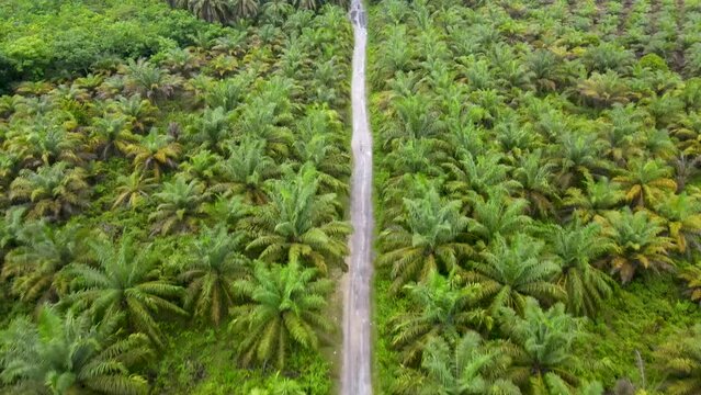 Aerial view of road in the middle of oil palm fields. plantation palm oil sawit