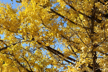 yellow autumn leaves on a blue sky background