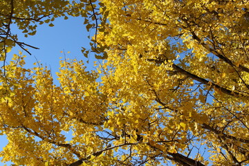yellow autumn leaves on a blue sky background
