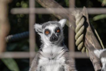 Ring-tailed lemur in an enclosure looking at camera