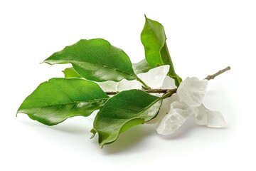 camphor for aroma therapy on aroma lamp for cosmetics, spa, health, nature concept