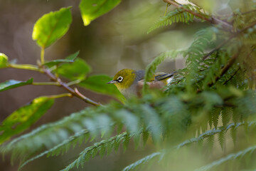 Waxeye tauhau, New Zealand