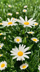 daisies on grass