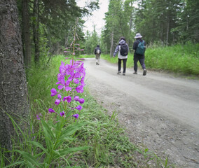 People walking on the track to Brooks Falls. Fireweed flowers on the side of the trail. Katmai National Park and Preserve. Alaska.