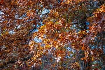 Mount Macedon Victoria Melbourne Autumn Leave マウントマセドン　メルボルン　オーストラリア　紅葉