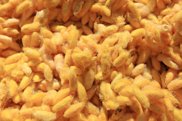 Yellow silkworm cocoon shell through the Silk Route, the brewing process, bringing silks to silk 