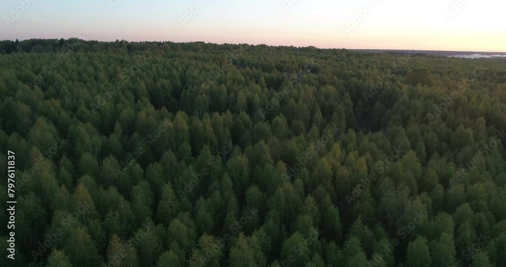 Poster a lareal forest with a beautiful sunset in the background. the sky is a mix of orange and pink hues,