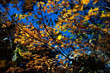 Mount Macedon Victoria Melbourne Autumn Leave マウントマセドン　メルボルン　オーストラリア　紅葉