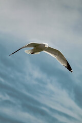 Gaviota 