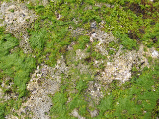 Top view of sand and rocks with moss and sea shells