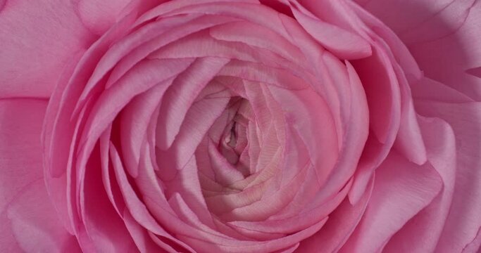 very nice and beautiful pink persian buttercup or Ranunculus flower macro spinning around, top view