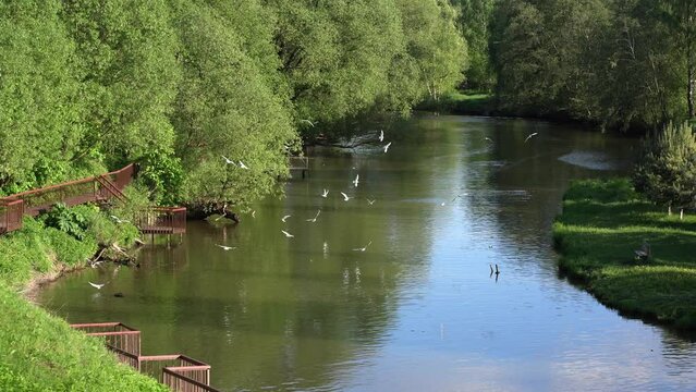summer landscape with river seagulls and green trees