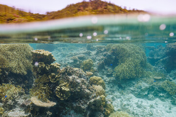 素晴らしいサンゴ礁と魚群の半水面撮影。

沖縄県島尻郡座間味村阿嘉島のクシバルビーチにて。
2021年4月27日水中撮影。


A half-water shot of a wonderful coral reef and a school of fish.

At Kusibaru Beach, Aka Island, Zamami Village, Shimajiri County, Okin