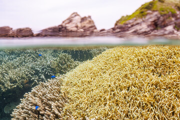 素晴らしいサンゴ礁と魚群の半水面撮影。

沖縄県島尻郡座間味村阿嘉島のクシバルビーチにて。
2021年4月27日水中撮影。


A half-water shot of a wonderful coral reef and a school of fish.

At Kusibaru Beach, Aka Island, Zamami Village, Shimajiri County, Okin