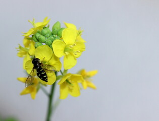 Schwebfliege bestäubt Chinakohl Blüte