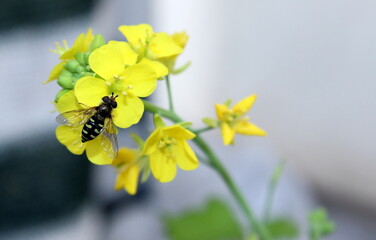 Schwebfliege bestäubt Chinakohl Blüte