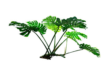 Monstera leaves plant isolated