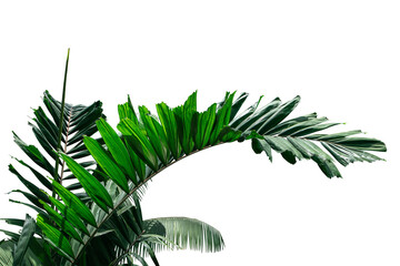 Palm leaves tree isolated