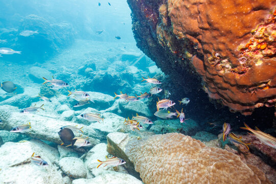 素晴らしいサンゴ礁の水中洞窟の美しいアカマツカサ、ウケグチイットウダイ（イットウダイ科）他の群れ。

沖縄県島尻郡座間味村阿嘉島のクシバルビーチにて。
2021年4月27日水中撮影。

The Beautiful schools of Blotcheye soldierfish (Myripristis berndti) and Sammara squirrelfish (Neoniphon sa