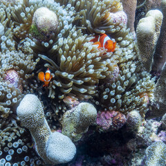 Clownfish protect themselves between the tentacles of the anemone