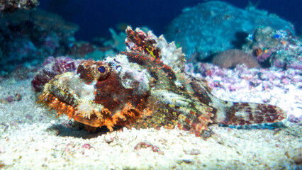 Fototapeta na wymiar The beautiful coloring of the venomous scorpion fish