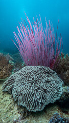 The whip coral and the brain coral coexist in harmony