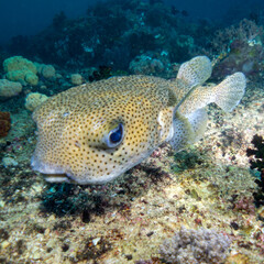 The sweet look of the puffer fish