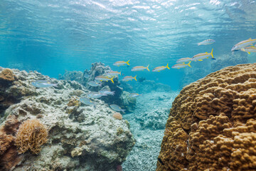 Naklejka na ściany i meble 素晴らしいサンゴ礁の美しいノコギリダイ（フエフキダイ科）、アカヒメジ（ヒメジ科）の群れ他。沖縄県島尻郡座間味村阿嘉島のクシバルビーチにて。 2021年4月27日水中撮影。The Beautiful schools of Yellowspot emperor, Striped large-ye bream (Gnathodentex aureolineatus) and Yellowfin 