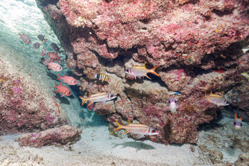 Fototapeta na wymiar 素晴らしいサンゴ礁の水中洞窟の美しいアカマツカサ、ウケグチイットウダイ（イットウダイ科）他の群れ。沖縄県島尻郡座間味村阿嘉島のクシバルビーチにて。 2021年4月27日水中撮影。The Beautiful schools of Blotcheye soldierfish (Myripristis berndti) and Sammara squirrelfish (Neoniphon sa
