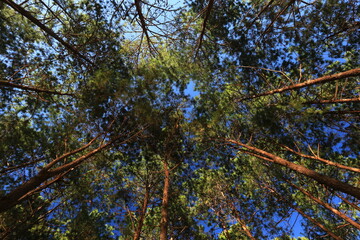 Beautiful Scenery of Pinus kesiya forest at Doi Luang Chiang Dao in Chiang mai Province, Thailand 