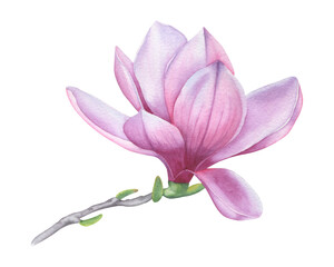 Magnolia flower in watercolor. Blooming flower.
