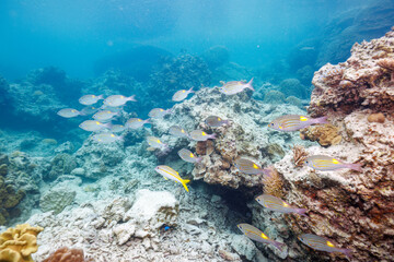 Naklejka na ściany i meble 素晴らしいサンゴ礁の美しいノコギリダイ（フエフキダイ科）、アカヒメジ（ヒメジ科）の群れ他。沖縄県島尻郡座間味村阿嘉島のクシバルビーチにて。 2021年4月27日水中撮影。The Beautiful schools of Yellowspot emperor, Striped large-ye bream (Gnathodentex aureolineatus) and Yellowfin 